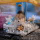 A hamster sits in a cage in Hong Kong on January 20, 2022.